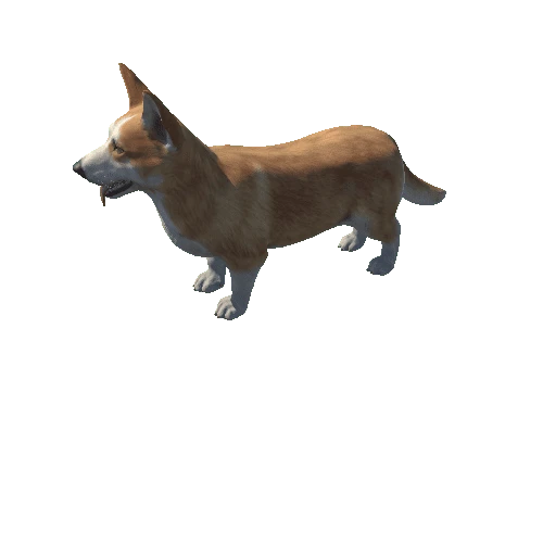 Corgi_HighPoly