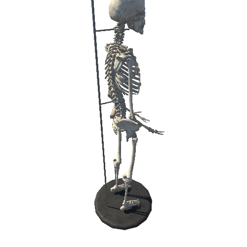 skeleton