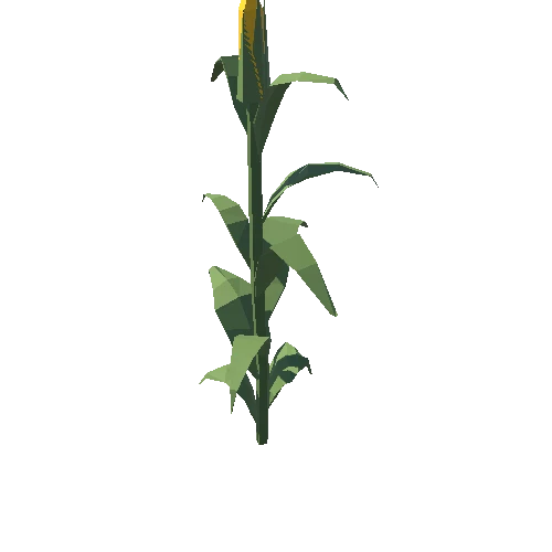 CornPlant_01