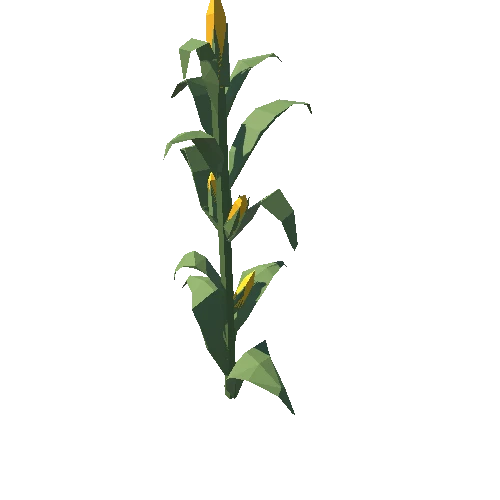 CornPlant_04