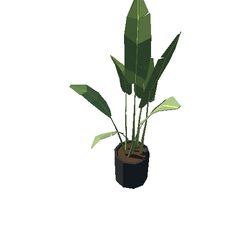Plant_071