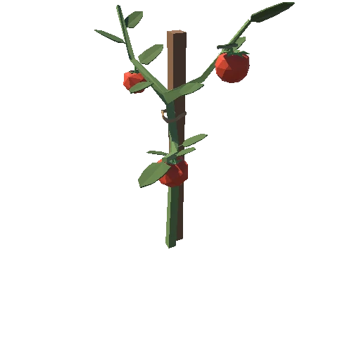 TomatoPlant_01_1