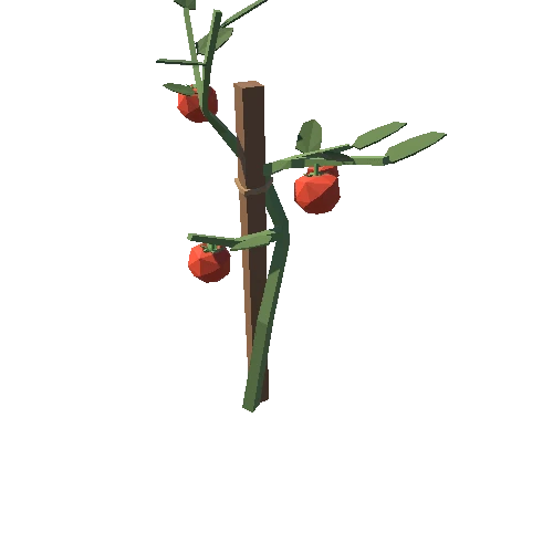 TomatoPlant_02_1