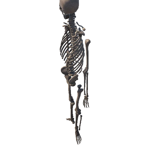 Skeleton_Body_Pose_10
