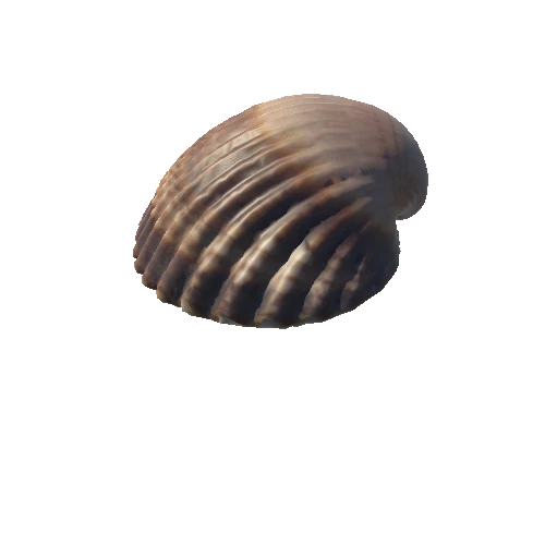 Seashell_10