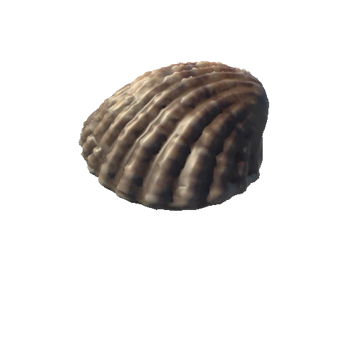 Seashell_11