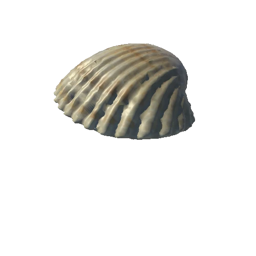 Seashell_12