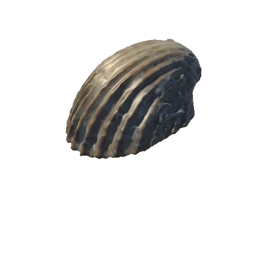 Seashell_8