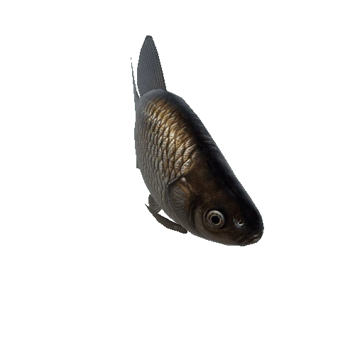 SM_Fish02