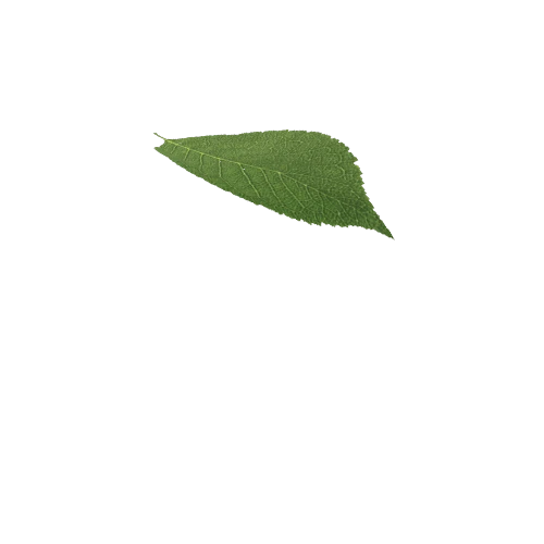 Leaf1_1