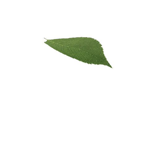 Leaf2_1