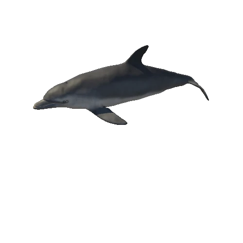Bottlenose_Dolphin_Animation