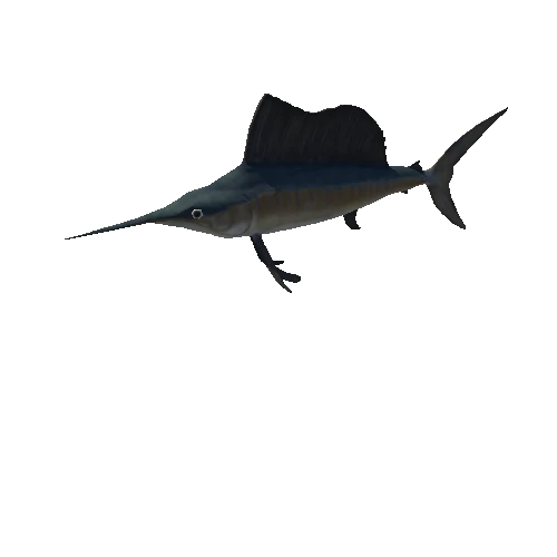 Sailfish_Animation