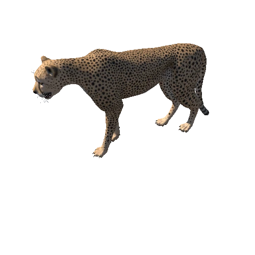 Cheetah_Animation