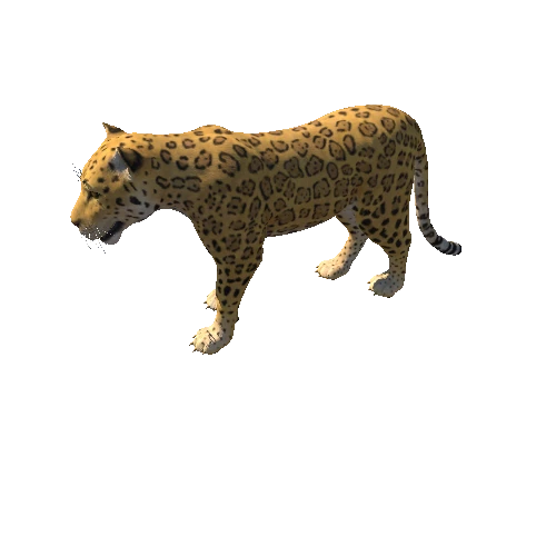 Jaguar_Animation