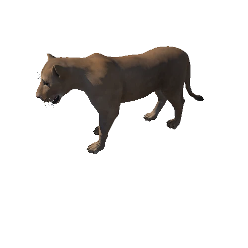 Lioness_Animation