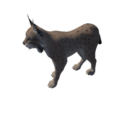 Lynx_Animation