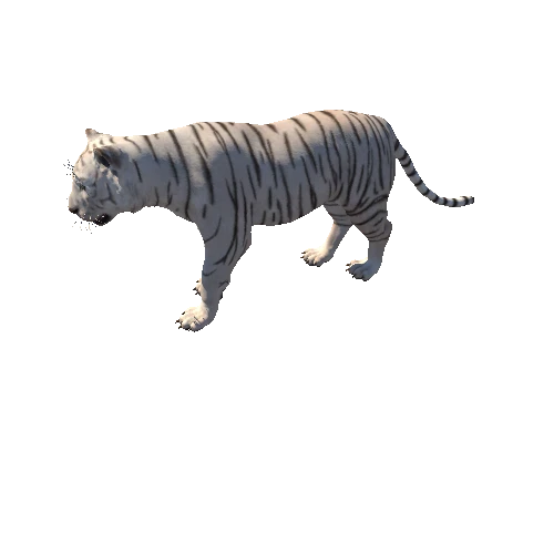 Tiger_Animation
