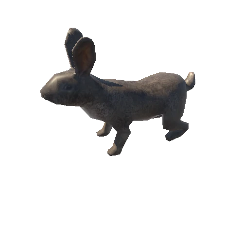 RABBIT