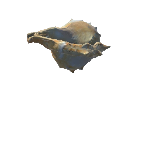 Seashell02_LOD1