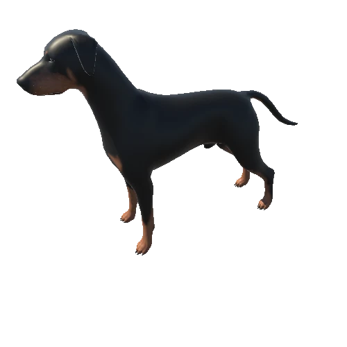 Doberman_longEarsTail