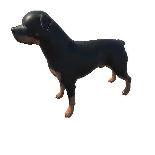 Rottweiler_croppedTail