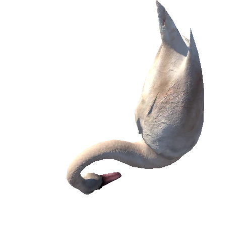 Swan_1