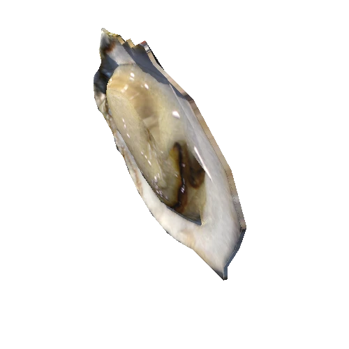 oyster05
