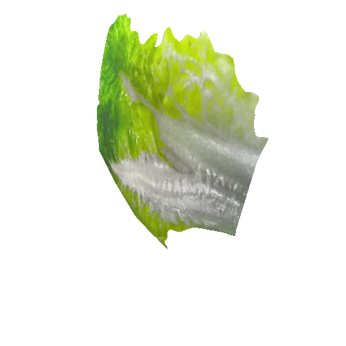 salad_leaf14_1