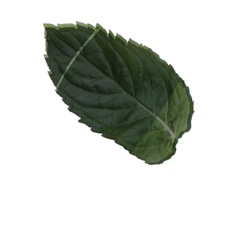 mint_leaf