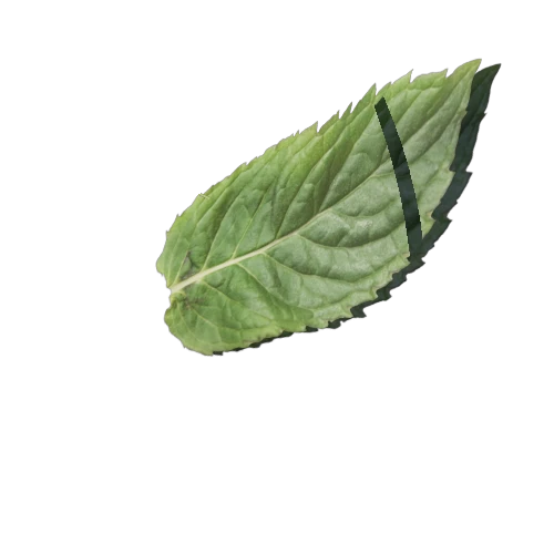 mint_leaf_004