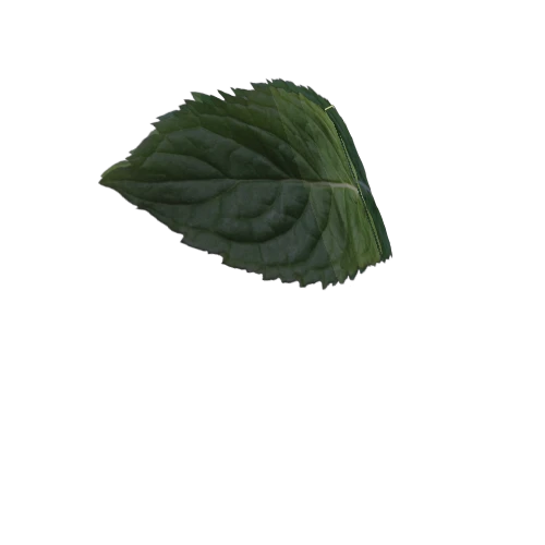 mint_leaf_005