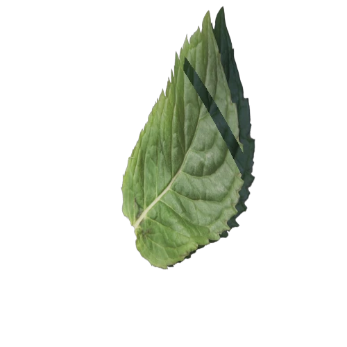 mint_leaf_2