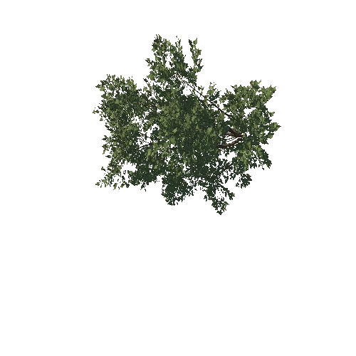 bush_002