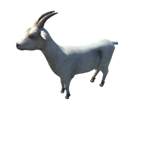 Goat_v01