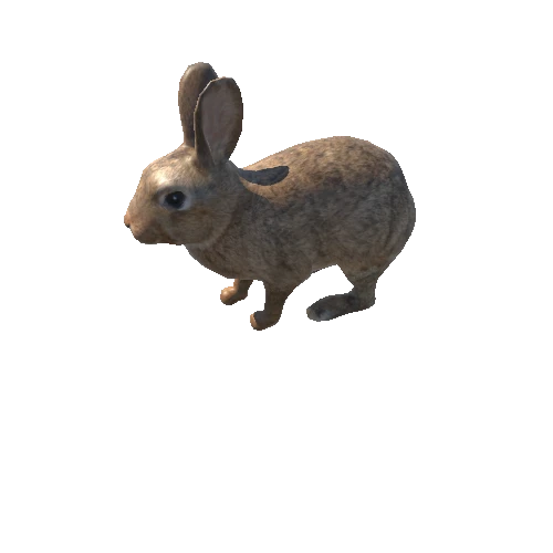 Rabbit_v01_high