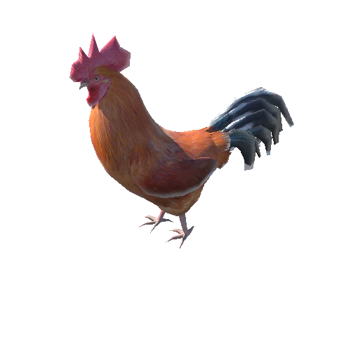 Rooster_high