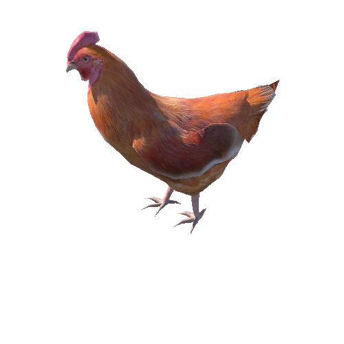 chicken_high