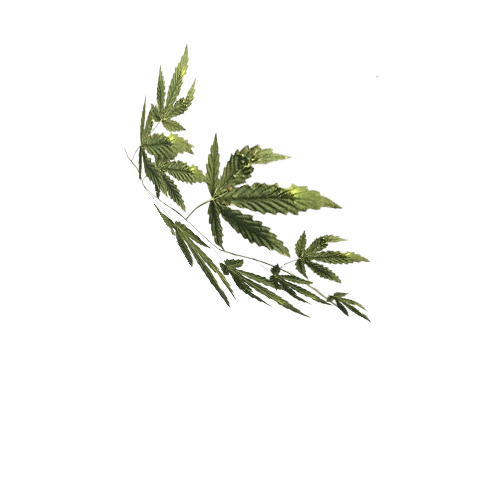 Hemp_branch_01