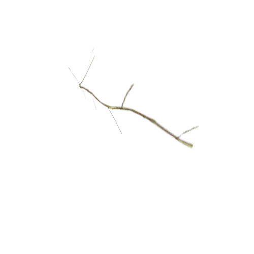 Hemp_branch_04