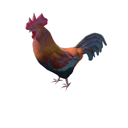 Rooster_high_1