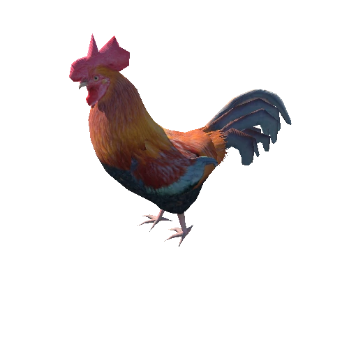 Rooster_middle_1