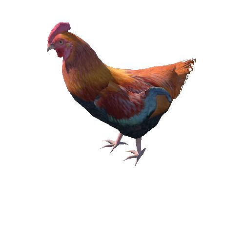 chicken_high