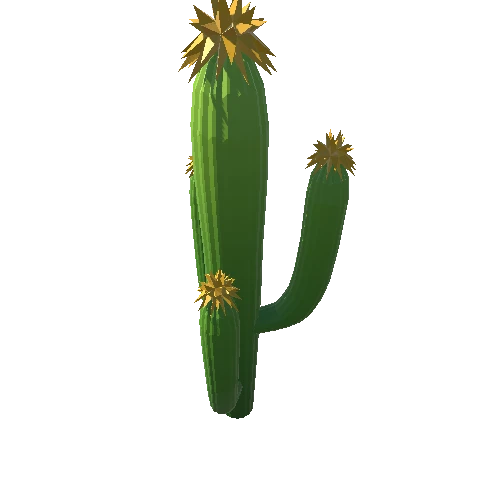 Cactus_B_06