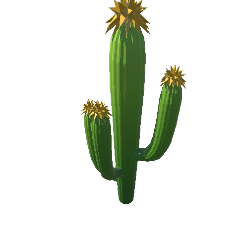 Cactus_B_07