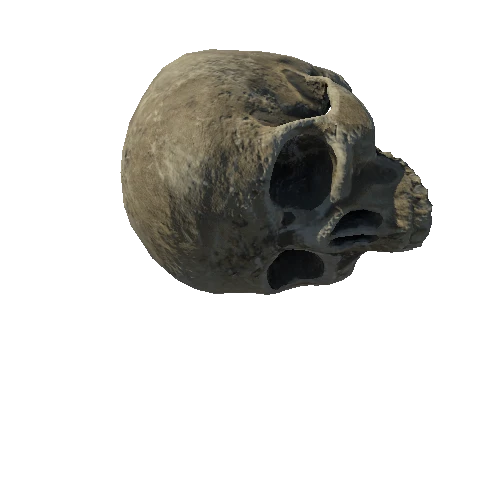 SM_Skeleton_Skull_01_LOD1