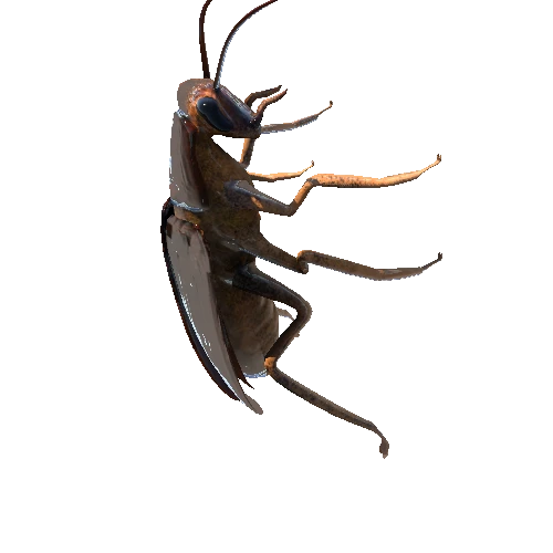 Cockroach