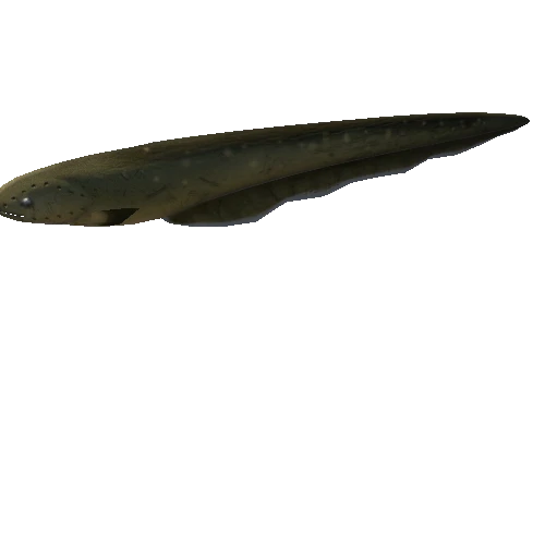 eel