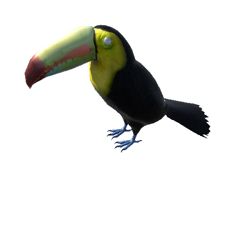 toucan