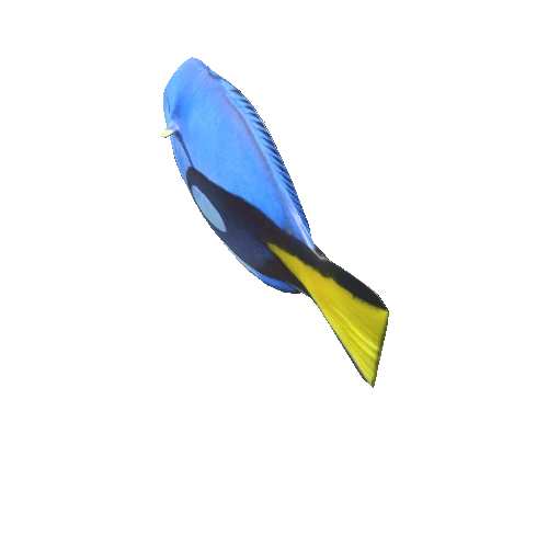 Surgeonfish